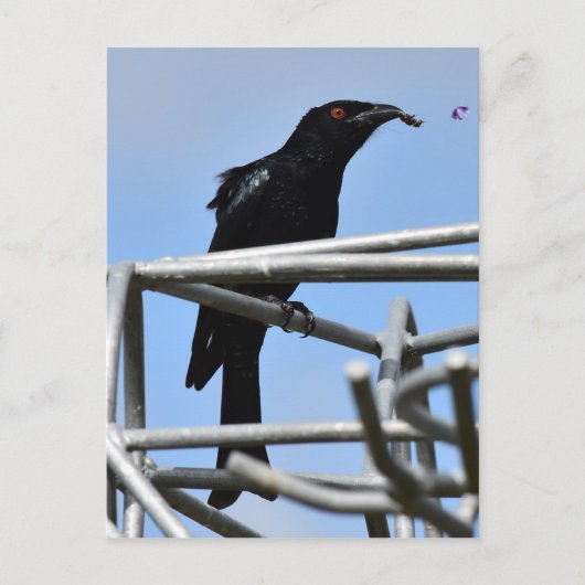 DRONGO BIRD MET ANDER PLATTELANDSQUEENSLAND AUSTRA BRIEFKAART (Voorkant)