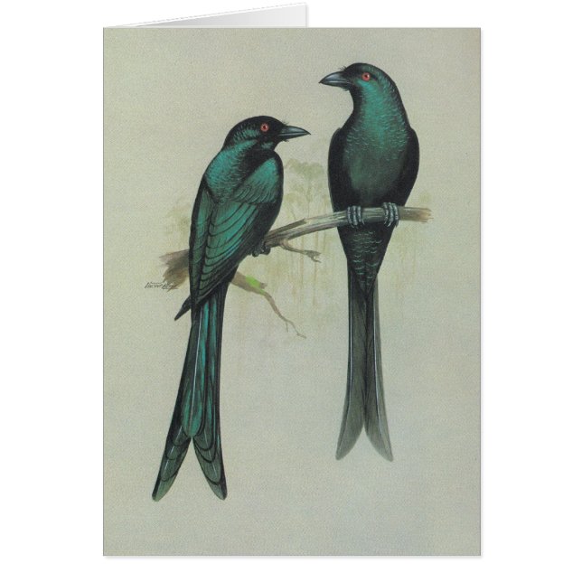 Drongo orné de paillettes - hottentottus de (Devant)