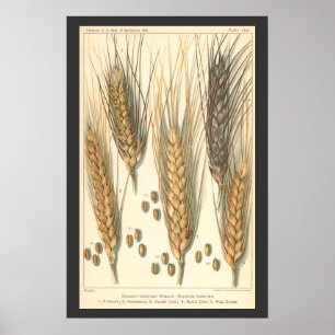 Droogteresistente tarweplant, vintage landbouw poster