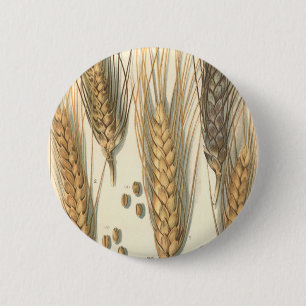Droogteresistente tarweplant, vintage landbouw ronde button 5,7 cm