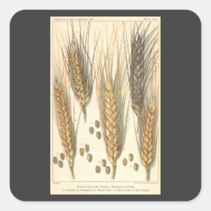 Droogteresistente tarweplant, vintage landbouw vierkante sticker