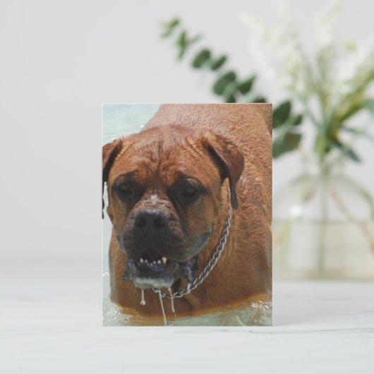 Drooling Bordeaux Mastiff Briefkaart (Staand voorkant)