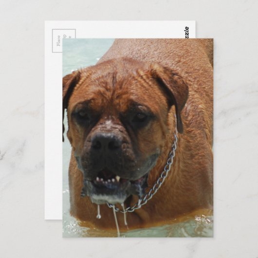 Drooling Bordeaux Mastiff Briefkaart (Voorkant / Achterkant)