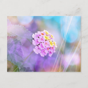Droombloem Briefkaart
