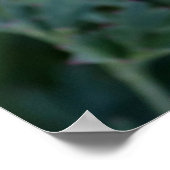 DroomCalifornië-papaverPoster Poster (Hoek)