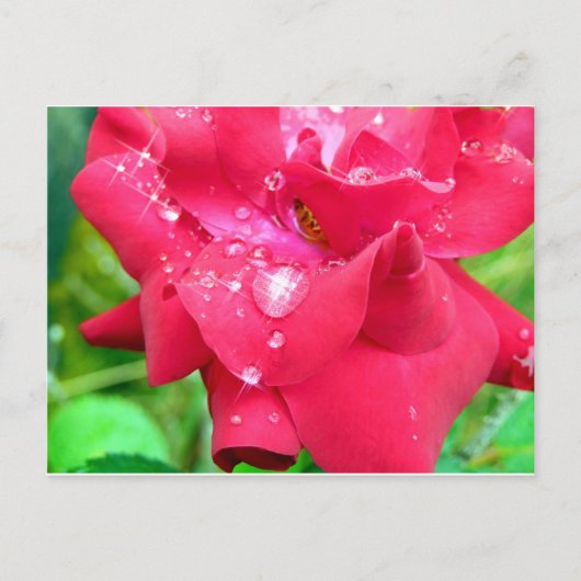 Droplets sur pétales carte postale (Devant)