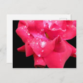 Droplets sur pétales Carte postale (Devant / Derrière)