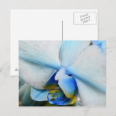 Drops sur Blue Orchid - carte postale (Devant / Derrière)