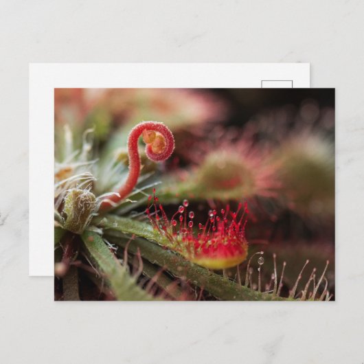 Drosera Capillaris Briefkaart (Voorkant / Achterkant)