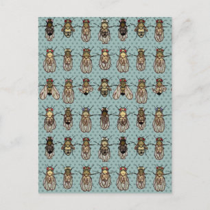 Drosophila mutanten briefkaart