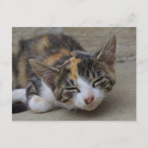 Drowsing Calico Kitten Briefkaart