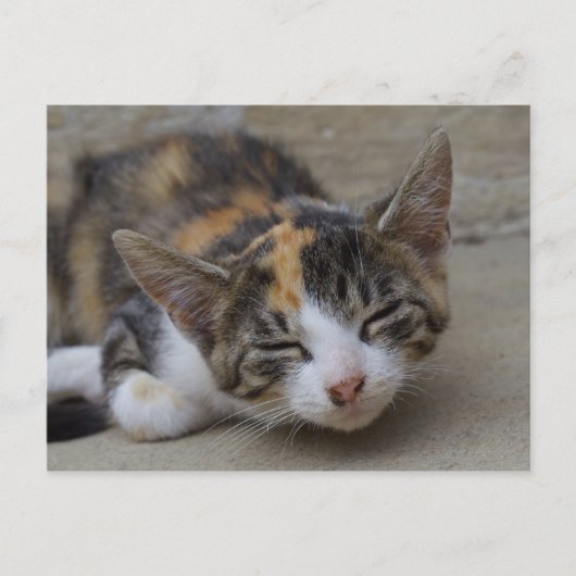 Drowsing Calico Kitten Briefkaart (Voorkant)