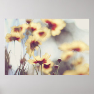 Droy Soft Yellow Helenium Flowers Poster