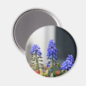 druifhyacint magneet (Voorkant / Achterkant)