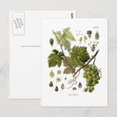 druiven briefkaart (Voorkant / Achterkant)