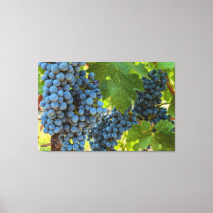 Druiven Canvas Afdruk
