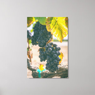 Druiven Canvas Afdruk