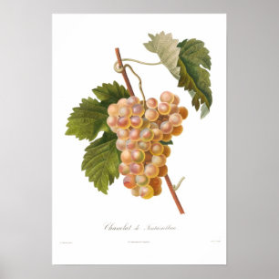Druiven, Chasselat de Fontainebleau Poster