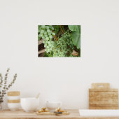 Druiven op de wijn poster (Keuken)