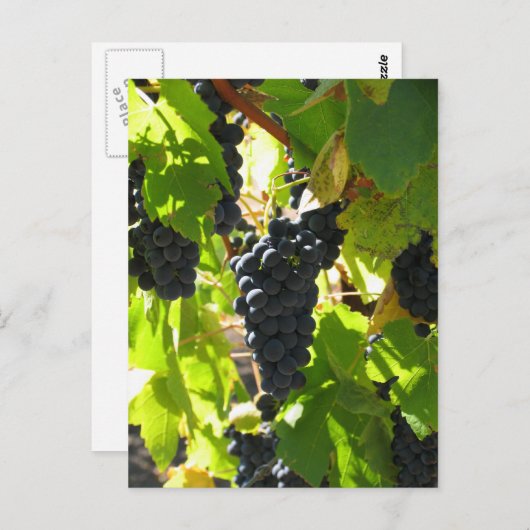 Druiven - Postkaart (Voorkant / Achterkant)