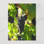 Druiven - Postkaart (Voorkant)