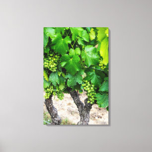 Druiven telen, Frankrijk Canvas Afdruk