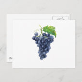 Druiven. Waterverf. Briefkaart (Voorkant / Achterkant)