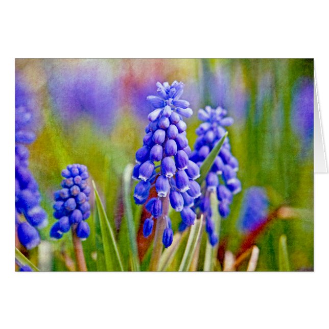 Druivenhyacinths (Voorkant Horizontaal)