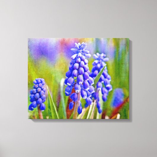 Druivenhyacinths Canvas Afdruk (Voorkant)