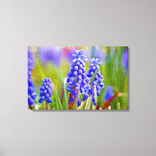 Druivenhyacinths Canvas Afdruk