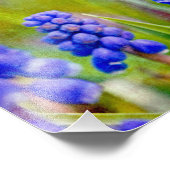 Druivenhyacinths Foto Afdruk (Hoek)