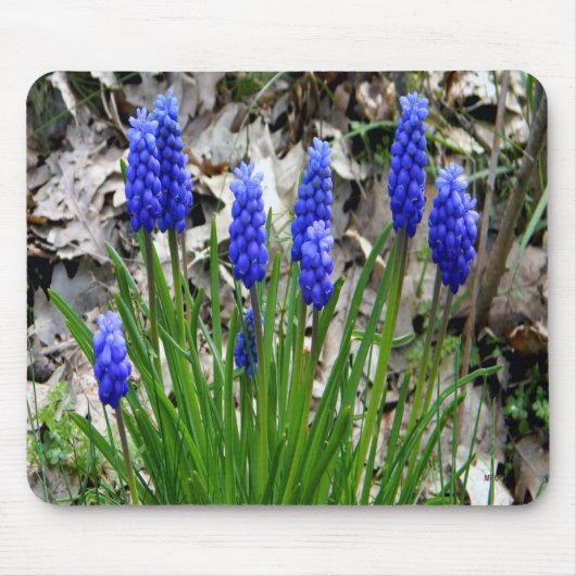 Druivenhyacinths.... Muismat (Voorkant)