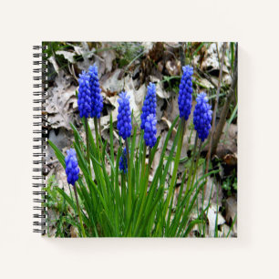 Druivenhyacinths... Notitieboek