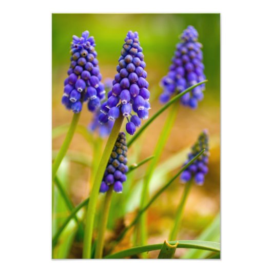 Druivenhyacinths, Ohio Foto Afdruk (Voorkant)