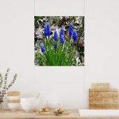 Druivenhyacinths.... Poster (Keuken)