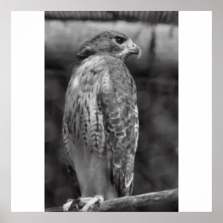 Druk op Falcon B/W Poster