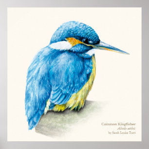 Druk van het de kunstposter van de ijsvogel de poster