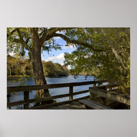 Druk van Suwannee River Boardwalk Poster (Voorkant)