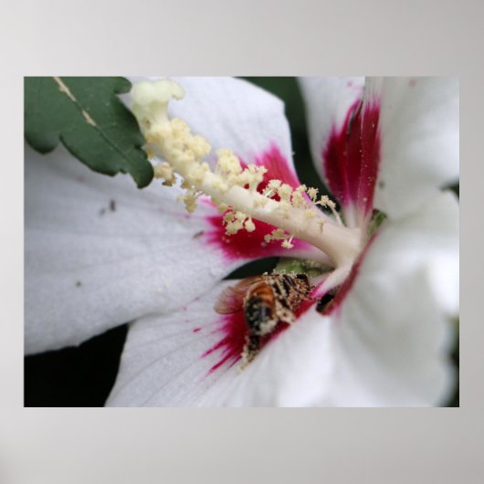 Drukke Bee Hibiscus Pollen Party Poster (Voorkant)