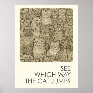 Drukke katten - spreekwoorden poster