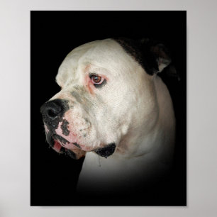 druoling American Bulldog Poster