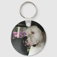 druoling American Bulldog
