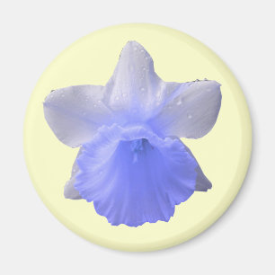 Druppelende Narcis Blauwe Magneet