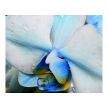 Druppels op blauwe orchidee