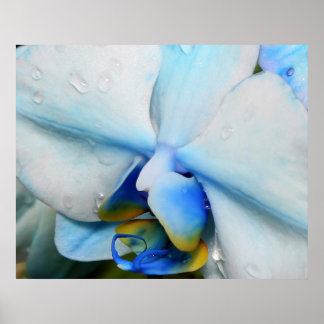 Druppels op blauwe orchidee poster
