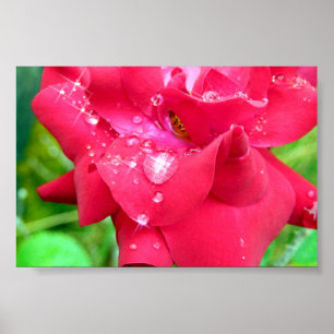 Druppeltjes op Poster van Petals