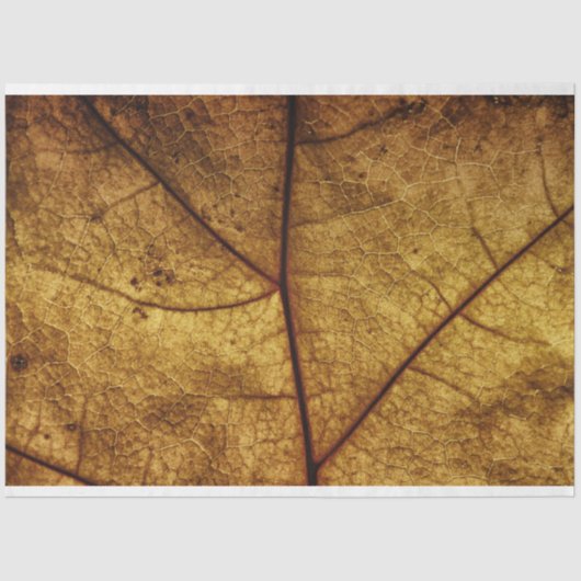 Dry Autumn Leaf Background Decoupage Paper Tissuepapier (Voorkant)