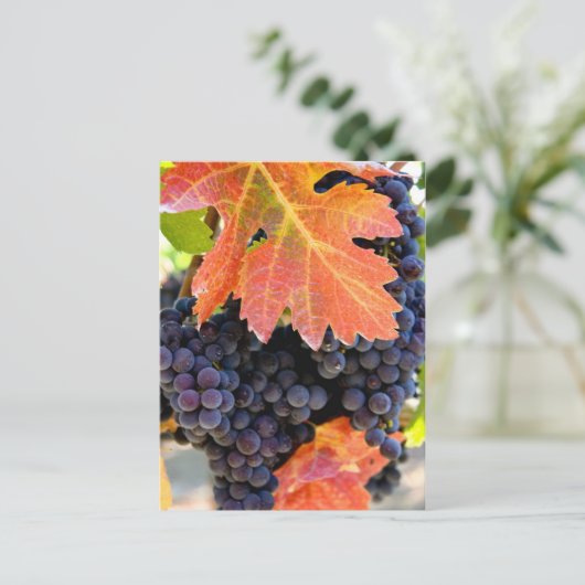 Dry Creek Grape Vine Briefkaart (Staand voorkant)