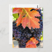 Dry Creek Grape Vine Briefkaart (Voorkant / Achterkant)