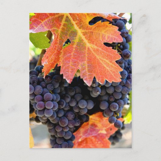 Dry Creek Grape Vine Briefkaart (Voorkant)